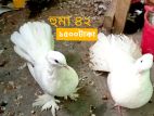 কবুতর বিক্রি হবে