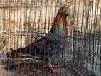 কবুতর বিক্রি হবে
