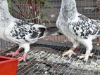 কবুতর বিক্রি হবে গিয়া চুল্লী ও দামাসিন বেবি