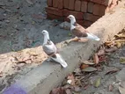 কবুতর বিক্রি করা হবে