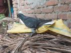 কবুতর বিক্রি করা হবে