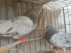 কবুতর বিক্রি করা হবে