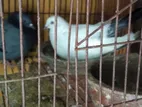 কবুতর বিক্রি হবে