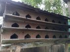 কবুতর এর ঘর