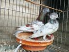 কবুতর বিক্রয়