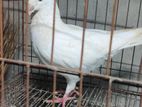 কবুতর