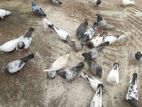 কবুতর বিক্রি