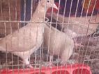 কবুতর