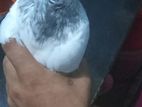 কবুতর