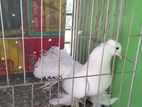 কবুতর বিক্রি করা হবে