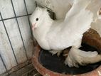 কবুতর