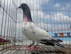 কবুতর বিক্রি হবে