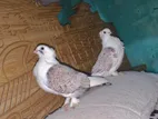 কবুতর বিক্রি করা হবে