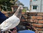 কবুতর বিক্রি করা হবে