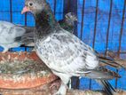 Bird for sale