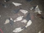 কবুতর বিক্রি করা হবে