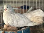 কবুতর বিক্রি হবে