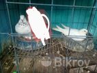 কবুতর বিক্রি হবে