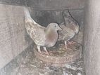 Bird for sale
