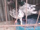 কবুতর বিক্রয়