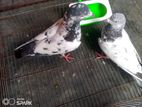 কবুতর বিক্রি হবে