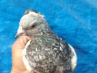কবুতর for sale