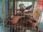 কবুতর, ঘুঘু, বাজিগর এবং খাঁচা বিক্রয় করা হবে