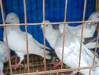 কবুতর (হাই ফ্লায়ার)