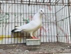 কবুতর /kobutor