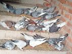 কবুতর (pegion)