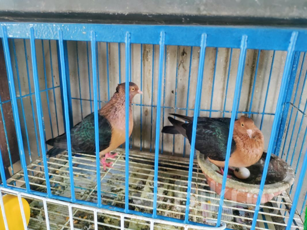 কবুতর-Pigeon for Sale in Feni | Bikroy