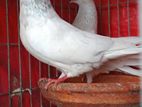 কবুতর (Pigeon)