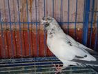 কবুতর/pigeon