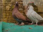 কবুতর সেল হবে