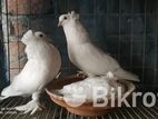 কবুতর সেল হবে