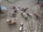 কবুতর সেল হবে
