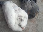 কবুতরের বাচ্চা বিক্রি করা হবে