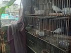 কবুতরের ধাপড়ি বিক্রি