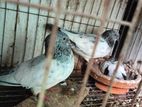 কবুতরগুলো বিক্রি করবো বাচ্চা আছে সাথে