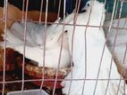 Kobutor For Sale