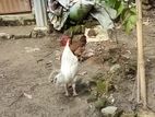 Chiken for sell