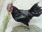 কেদারনাথ মোরগ