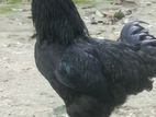 কেদারনাথ মোরগ