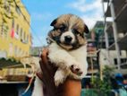 keeshond puppy dog