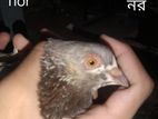 Bird for sale