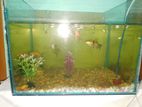 aquarium for sale