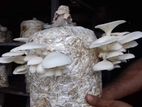 খাবার মাশরুম 🍄🍄