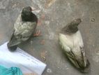 Pigeon for sale