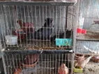 খাচা সহ কবুতর বিক্রয় করা হবে