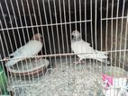 খাচা সহ কবুতর সেল হবে